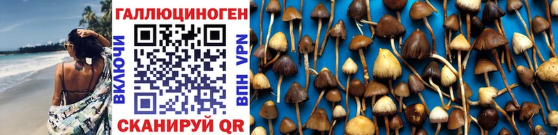 Псилоцибиновые грибы Psilocybe  mega ссылка  Сланцы  где можно купить  